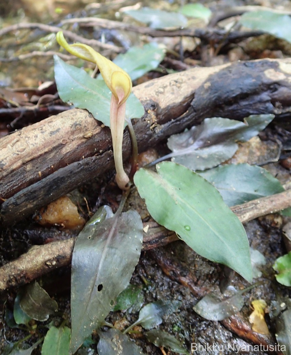 Cryptocoryne walkeri Schott